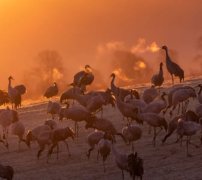 En flock med tranor i soluppgång. Himlen är orange.
