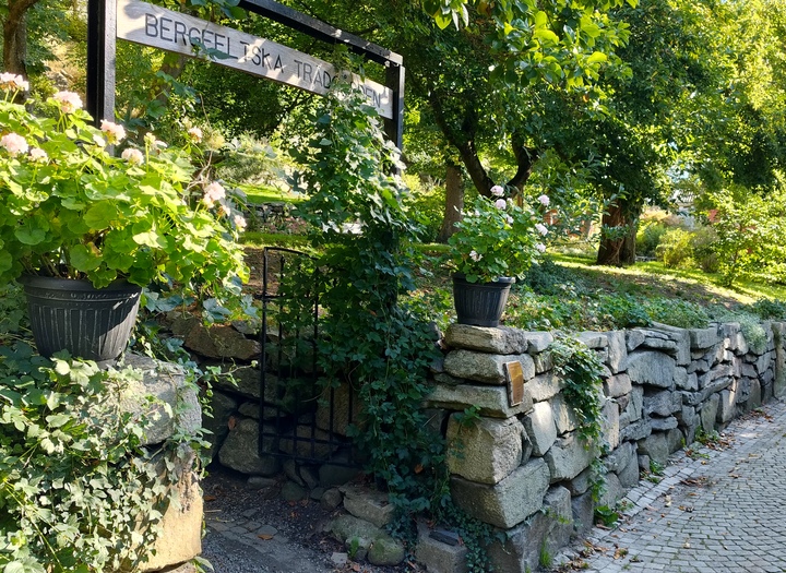 Guidning  i Bergfeltska Trädgården på Vandringens dag