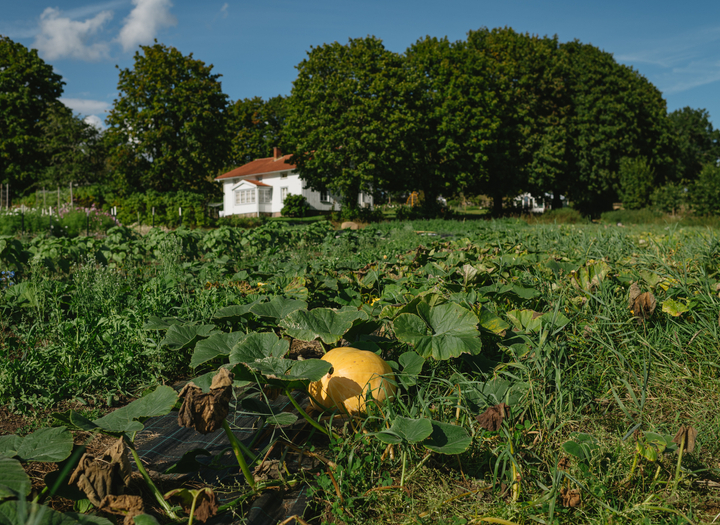 Amerikansk Pumpkin Patch på Wildflower Farm 🎃