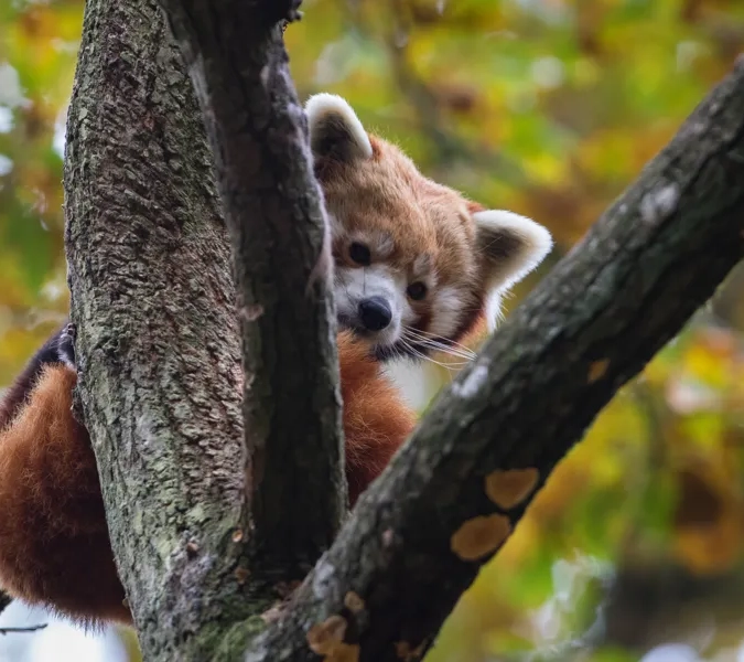 En röd panda klättrar upp på en trädgren.