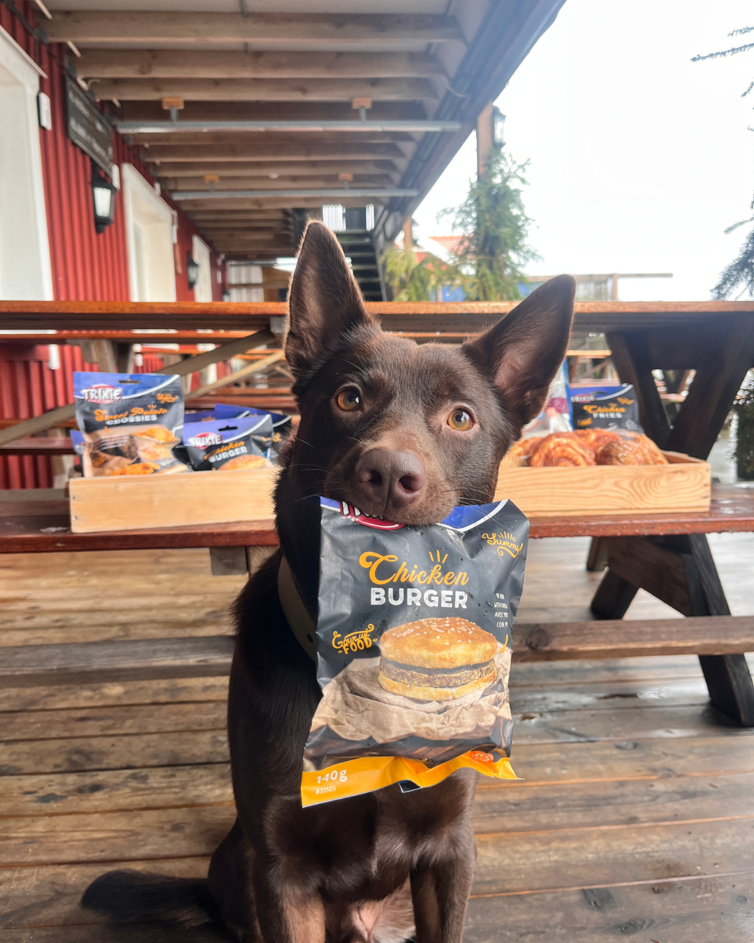 Pints n' Paws på Franses