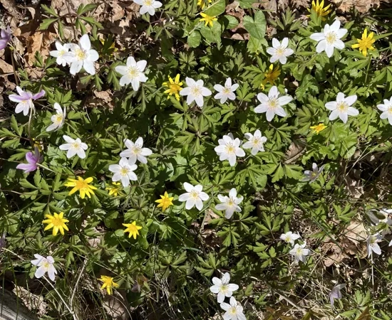 Vitsippor och gula blommor i naturreservatet Vägeröd