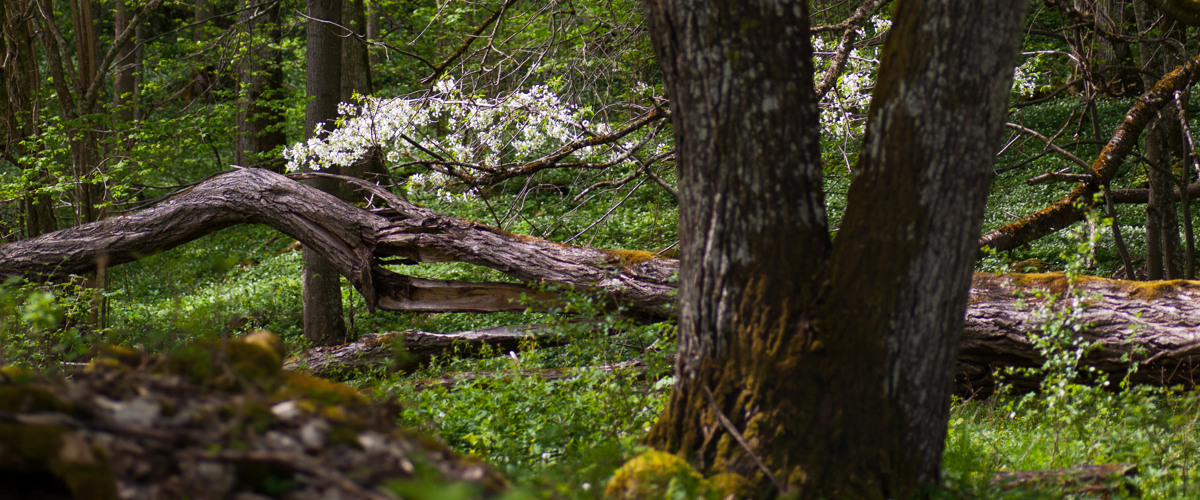 Natur-och kulturstig Ryds ängar