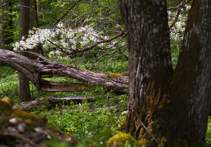 Ett stort liggande träd i mitten av en skog.