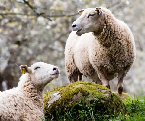 A couple of sheep standing on top of a lush green field.