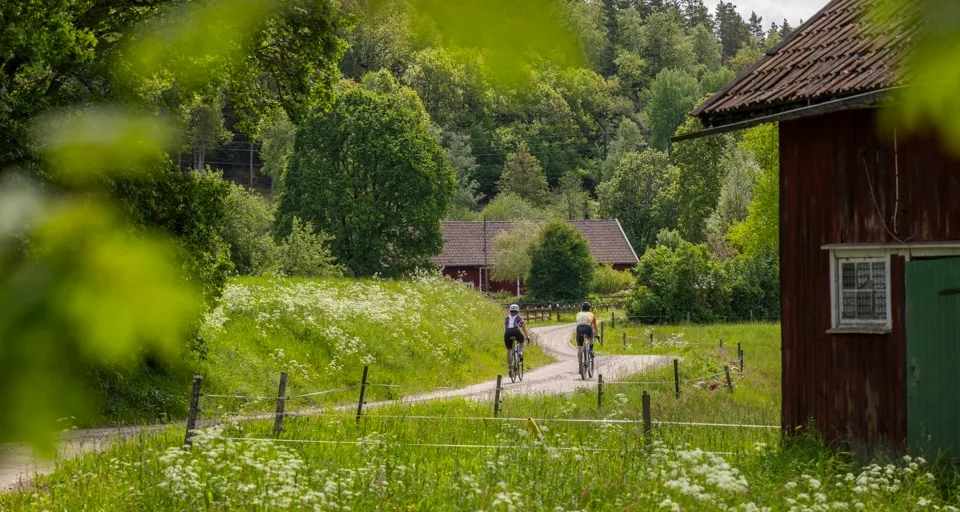 Cykling på natursköna Ljungleden.