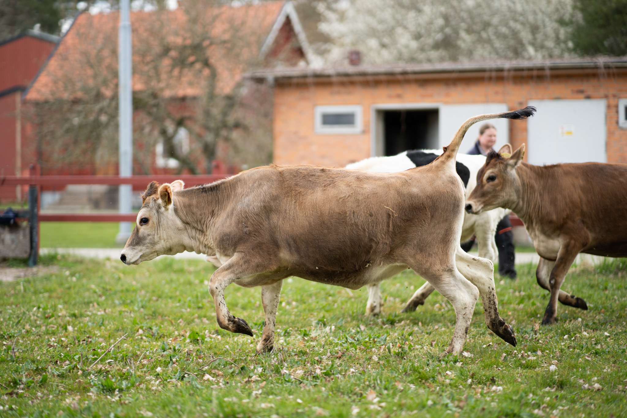 Kosläpp på Naturbruksskolan Uddetorp