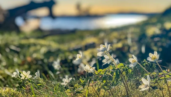 Små vita blommor som växer i gräset nära ett vattendrag.