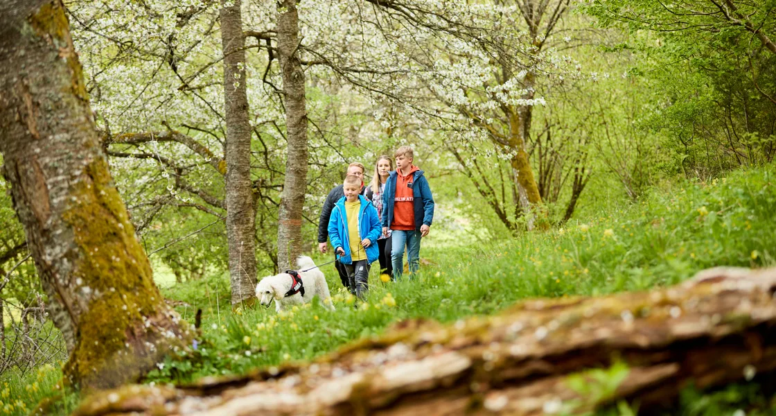Upplev Skara till fots