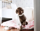 En hund i ett rum på Strandflickorna Hotell & Konferens, hundvänligt boende