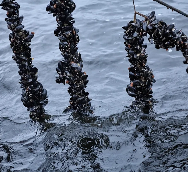 Musselsafafri i Bohuslän