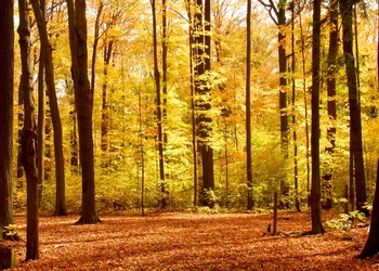 Bokskog en höstdag.