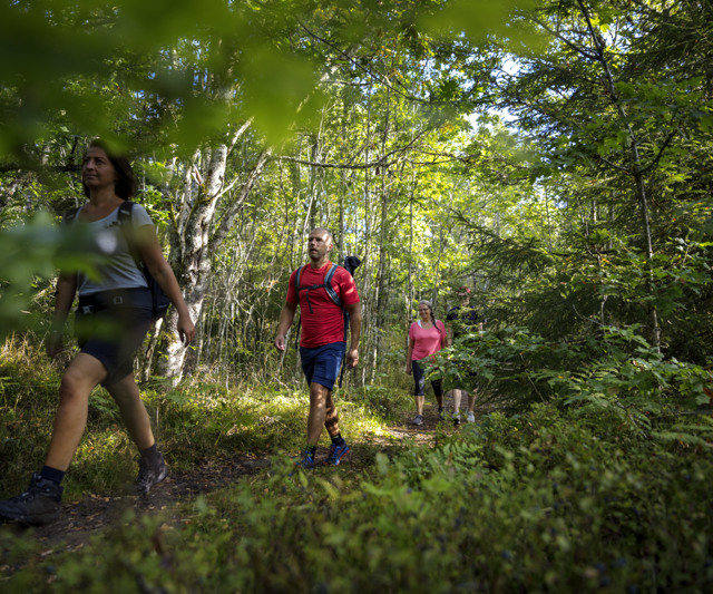 Four people hiking among trees and bushes.
