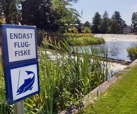Flugfiskeskylt vid Tidan
