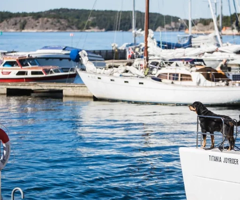 En hund står på en båt i en gästhamn