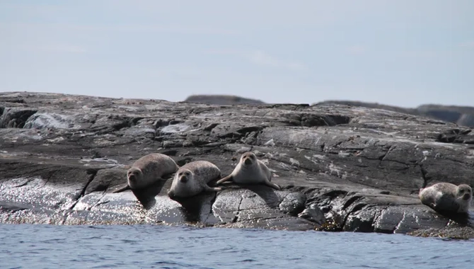 Sälar som ligger på klippor