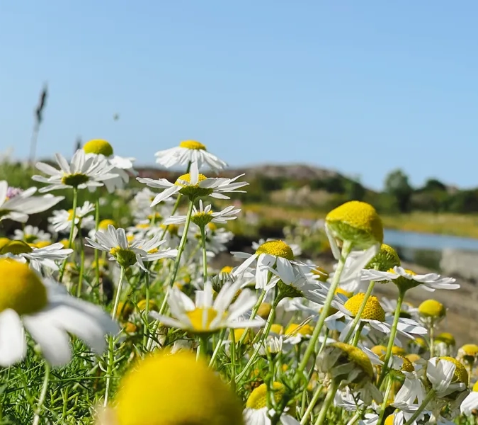 Blommor