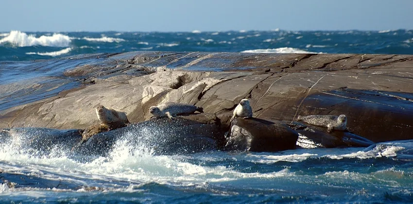 En grupp sälar som ligger på en klippa i havet.