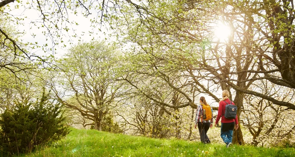 Några människor som går över ett grönskande fält under vårsspirande träd