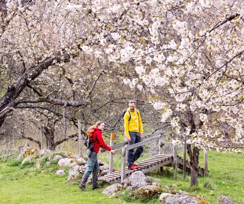Par vandrar mellan körsbärsblommande hagar