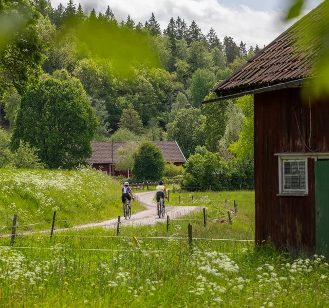 Cykling på natursköna Ljungleden.