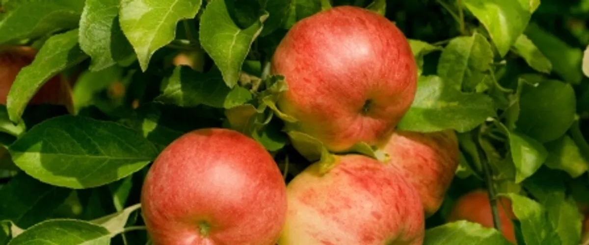 Upptäck naturbruksgymnasiet Sötåsen
