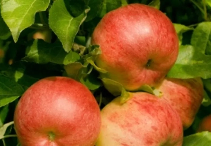Upptäck naturbruksgymnasiet Sötåsen