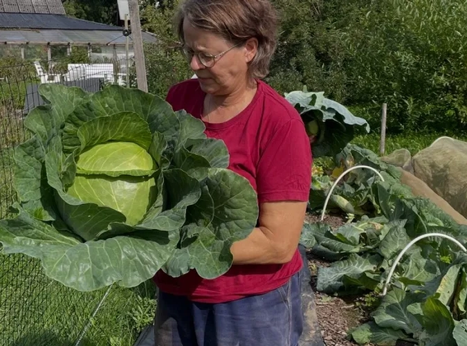 En kvinna i röd skjorta håller i ett stort kålhuvud.