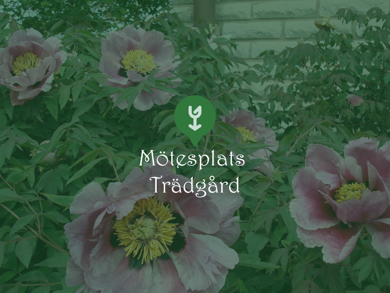 Mötesplats Trädgård