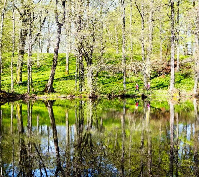 A small lake surrounded by trees and grass.