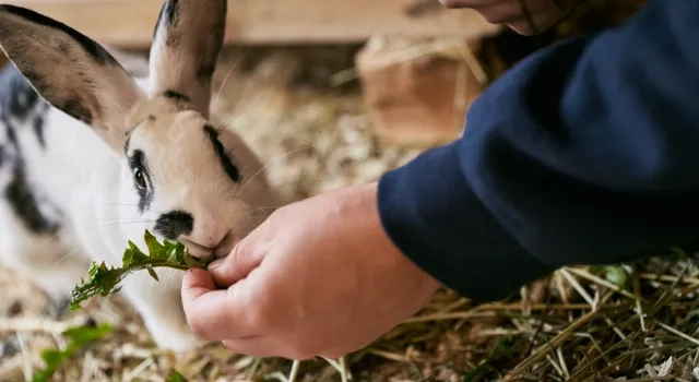 Gunnebo Slott och Trädgårdar