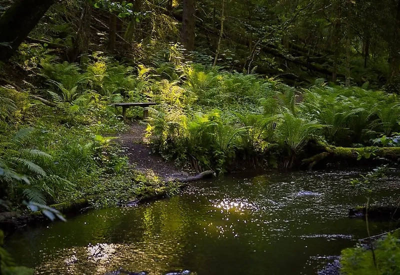 En grön trollsk skog med ett vattendrag.