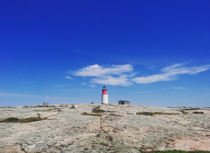 Höstfåglar på Hållö