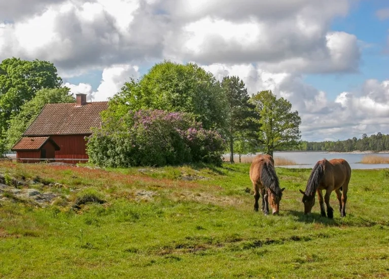 två hästar som betar på Stora eken