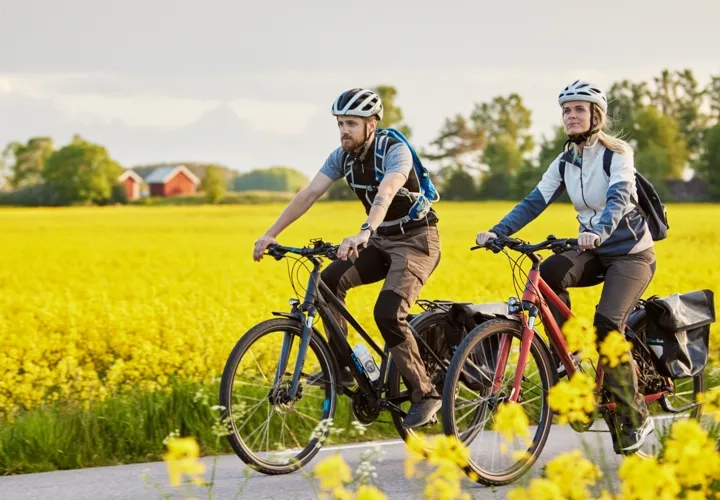 Vänner cyklar bland rapsfält