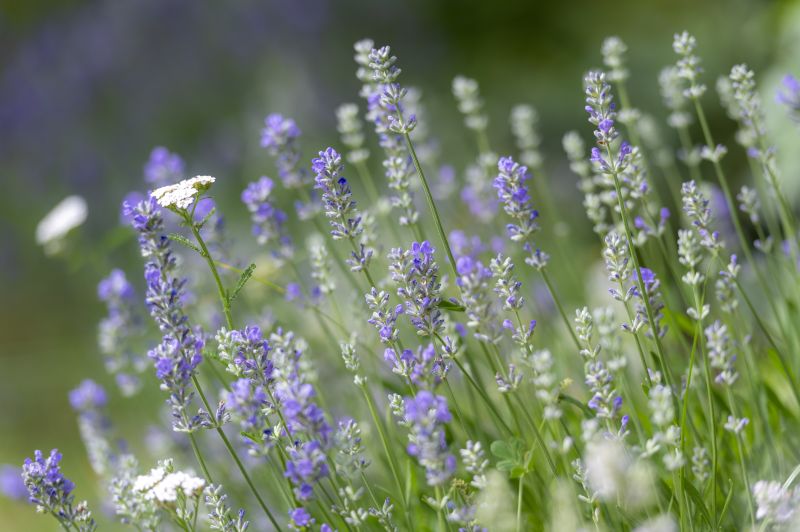 Sommarmusik i Valle
