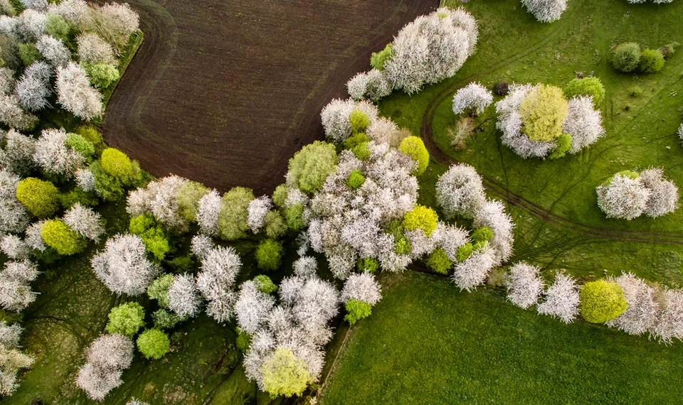 En flygbild av ett fält med träd täckta av vita blommor.