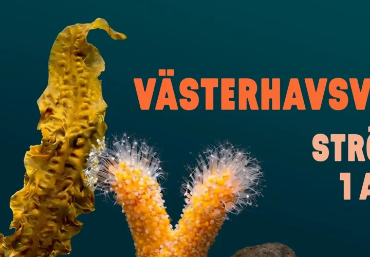 Havets Dag på Oskarsplatsen