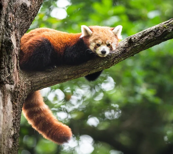 En röd panda som sover på en trädgren.