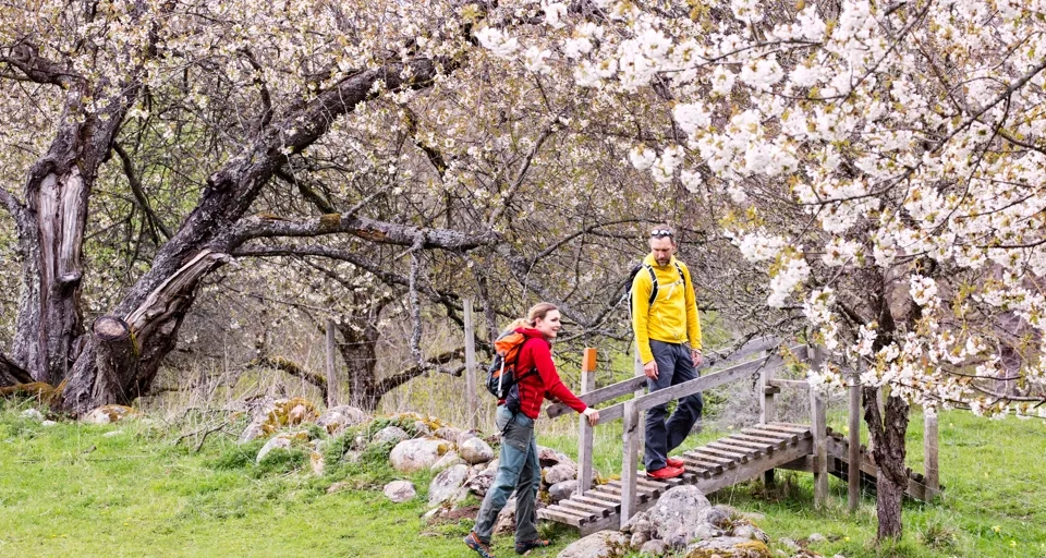 Par vandrar mellan blommande hagar