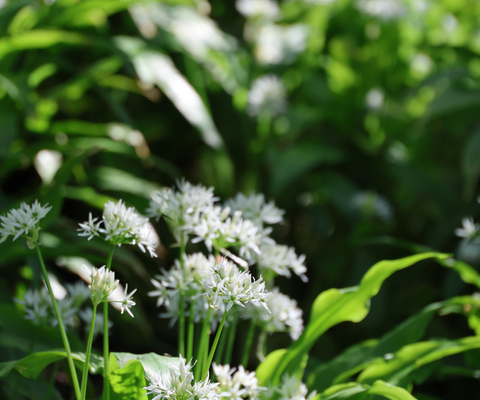 A bunch of flowers that are in the grass.