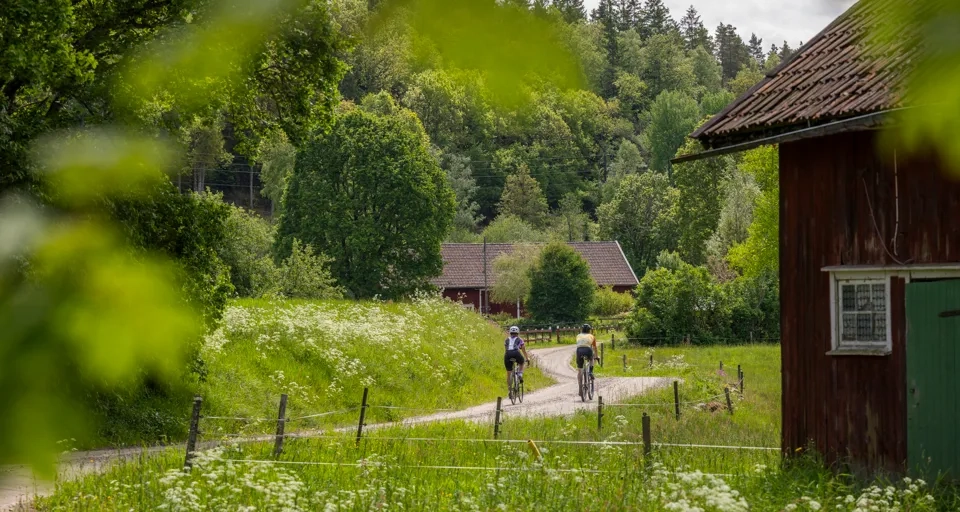 Cykling på natursköna Ljungleden.