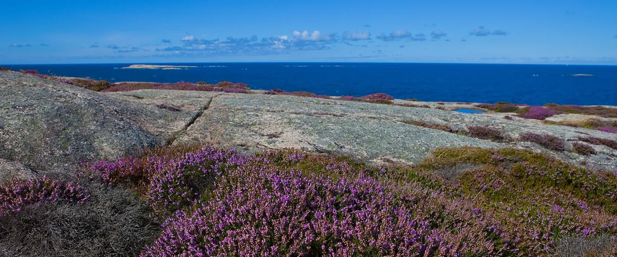 Blomstervandring Ljungen blommar