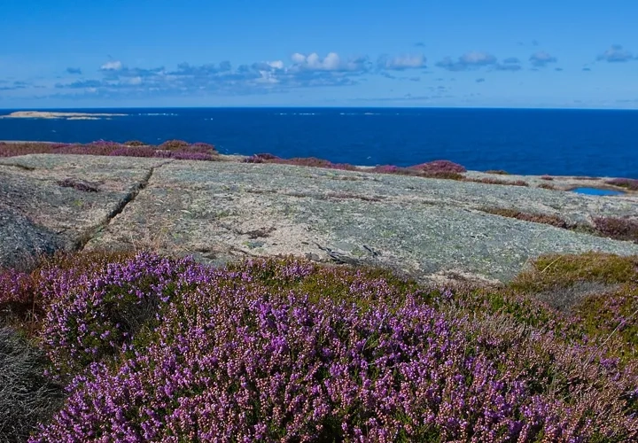 Ljungen Blommar på Härmanö
