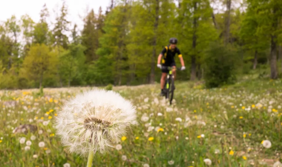En man som cyklar på en mountainbike över en blommande äng