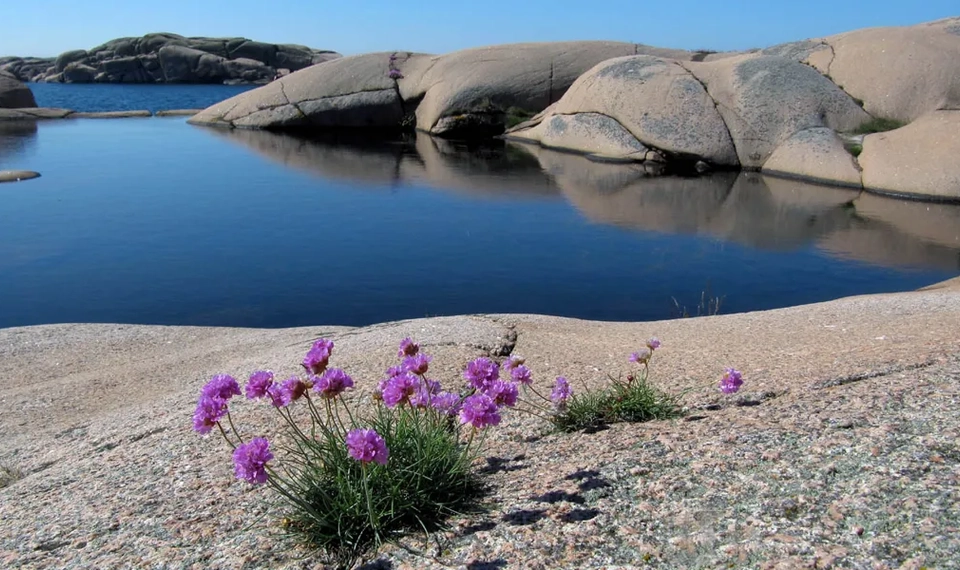Lila blommor som växer upp ur marken intill ett vattendrag.