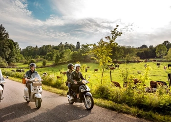 Tre mopeder som kör på en väg med kossor i hagen bredvid.