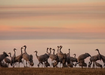 En flock fåglar som går över ett torrt gräsfält.