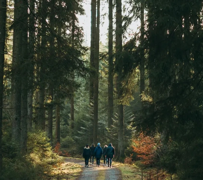 En bild på en smal grusvägen genom en tjock granskog. På vägen vandrar fyra människor.