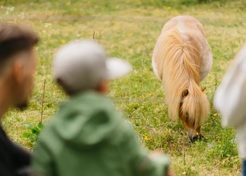 familj som kikar på en häst